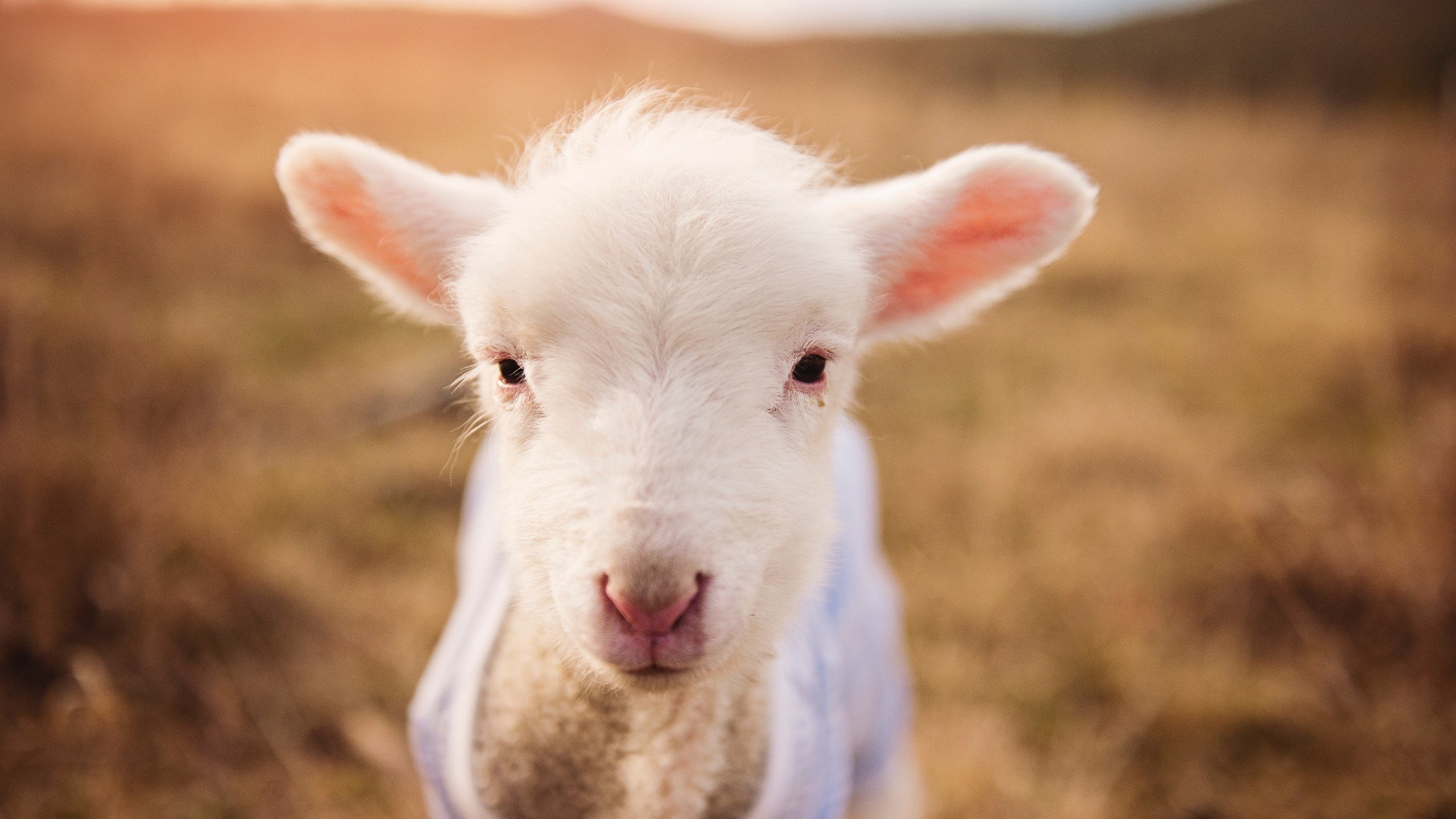 乐鱼app下载-意甲开场即燃：精彩瞬间秒杀全场！，意甲开始